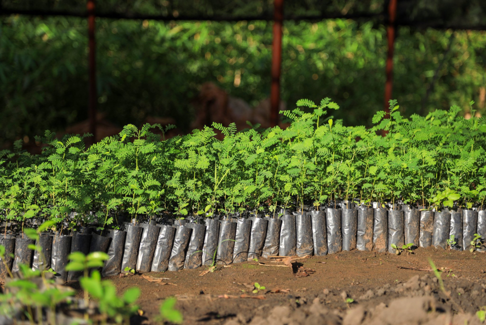 Tree seedlings planted as part of Rise Up Acholi's environmental conservation and reforestation efforts